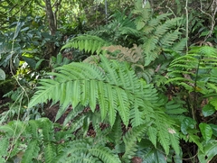 Pleocnemia irregularis