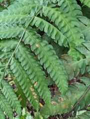 Pleocnemia irregularis