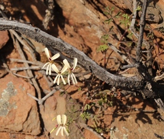 Pelargonium trifidum