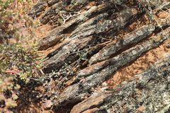 Cissampelos capensis