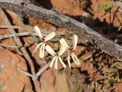 Pelargonium trifidum
