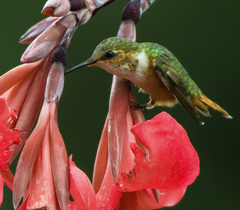 Selasphorus scintilla