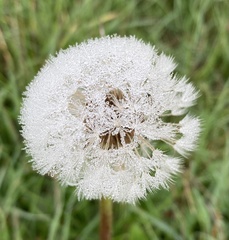Angiospermae