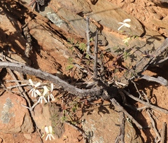 Pelargonium trifidum