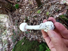 Amanita bisporigera
