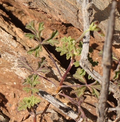 Pelargonium trifidum