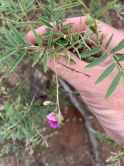 Tephrosia brachyodon