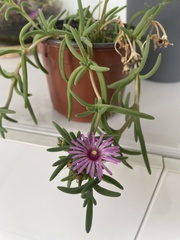 Delosperma cooperi