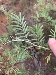Tephrosia brachyodon