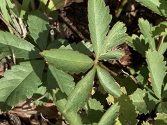 Potentilla reptans