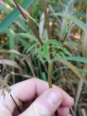 Valeriana officinalis