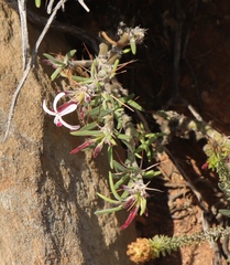Pachypodium succulentum