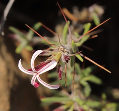 Pachypodium succulentum