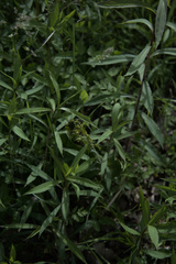 Neottia ovata