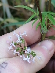 Valeriana officinalis