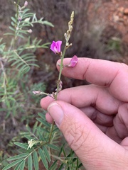 Tephrosia brachyodon