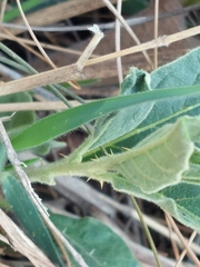 Leptostemonum