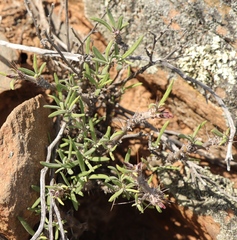Pachypodium succulentum