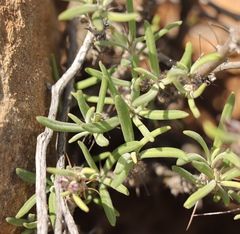 Pachypodium succulentum