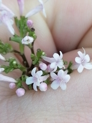 Valeriana officinalis