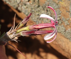 Pachypodium succulentum