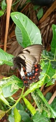 Papilio aegeus