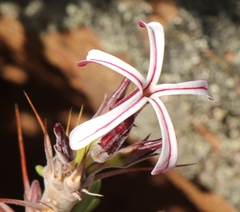 Pachypodium succulentum