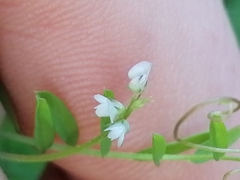 Vicia hirsuta