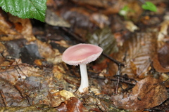 Mycena rosea