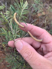 Tephrosia brachyodon