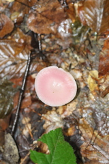 Mycena rosea