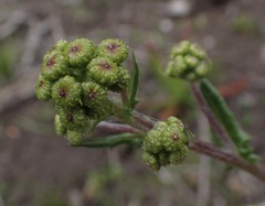 Senecio ilicifolius