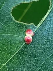 Zopheroteras sphaerula