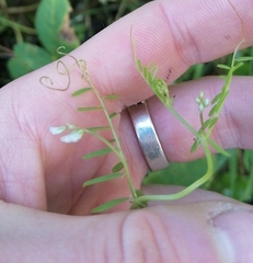 Vicia hirsuta