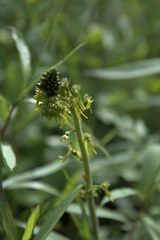 Neottia ovata