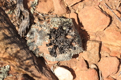 Xanthoparmelia hottentotta