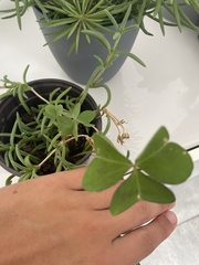 Oxalis latifolia