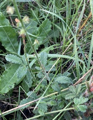 Agrimonia eupatoria