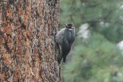 Melanerpes lewis