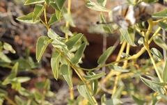 Dioscorea elephantipes