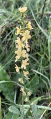Agrimonia eupatoria