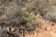 Dioscorea elephantipes