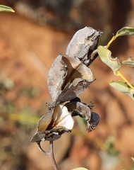 Dioscorea elephantipes