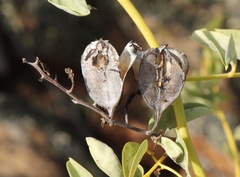 Dioscorea elephantipes