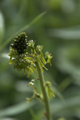 Neottia ovata