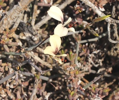 Pelargonium tetragonum