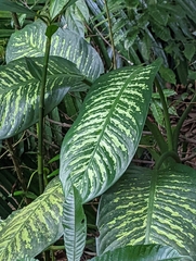 Dieffenbachia seguine