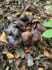 Macrocystidia cucumis