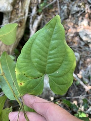 Dioscorea transversa