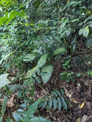 Dieffenbachia seguine